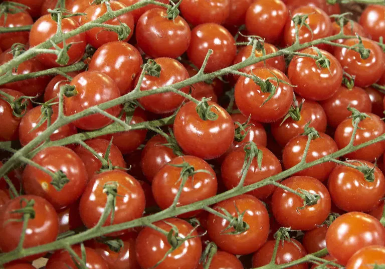 New Spitalfields Market tomatoes