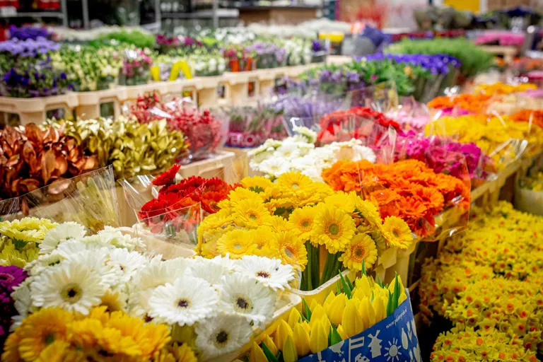 Colourful flowers on sale at the market