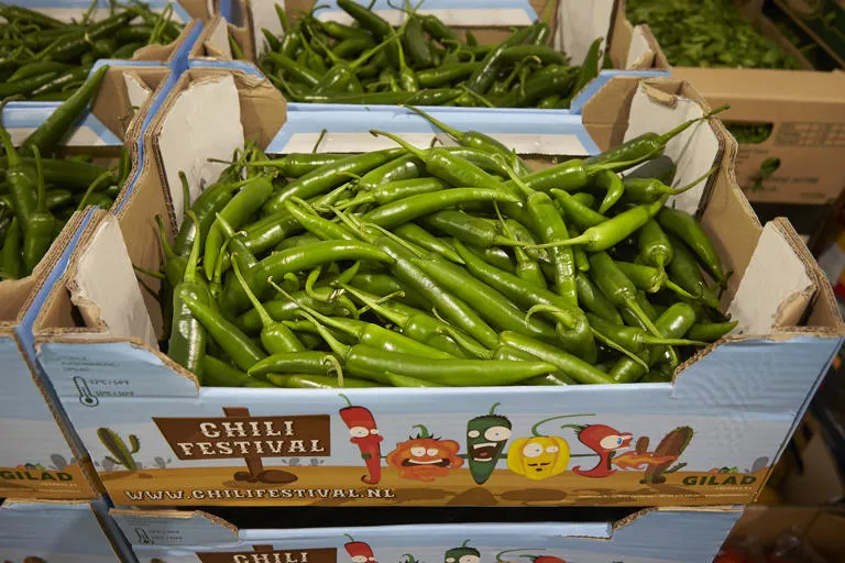 Long green chilis