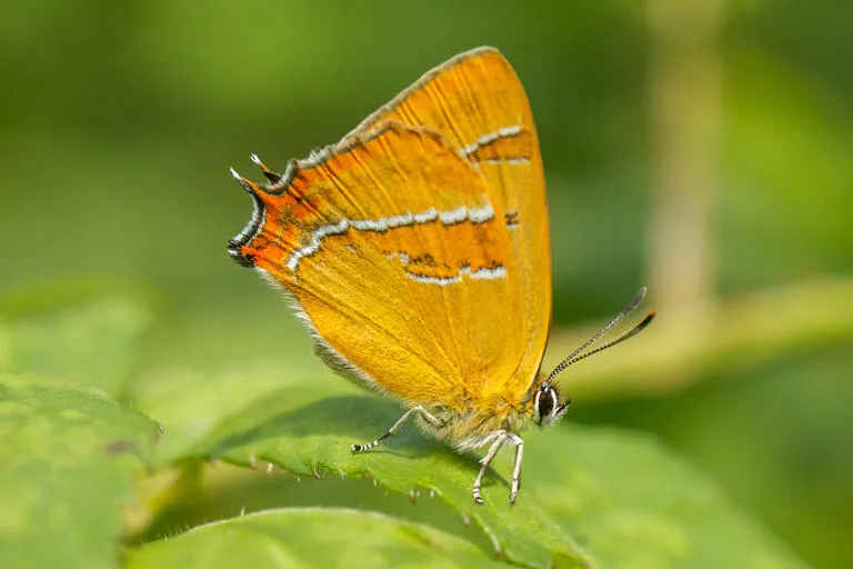 A brown hairstreak butterfly 