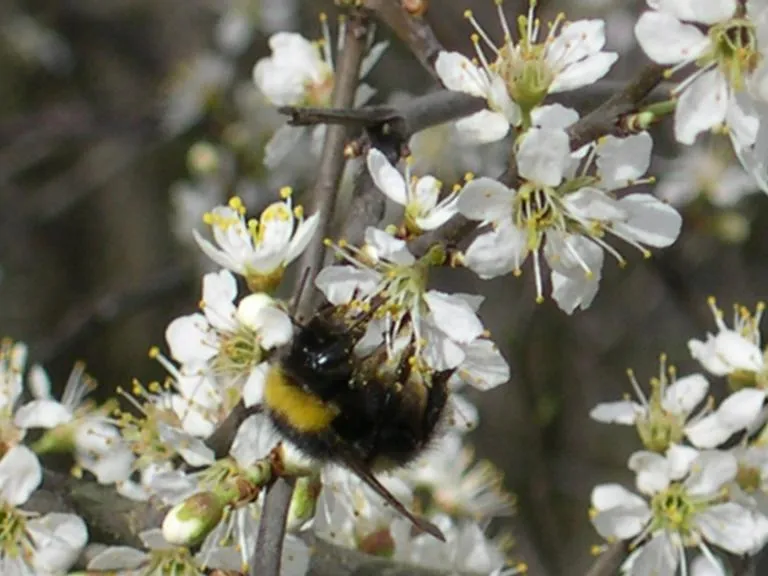 Bumblebee on spring blossom