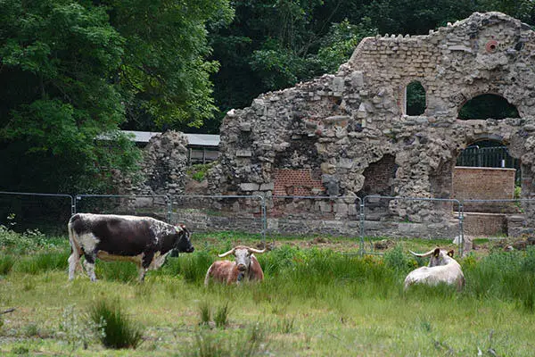 Three cows graze in grassy dry Ornamental Water lakebed in front of the stone ruins of The Grotto, a historic building.