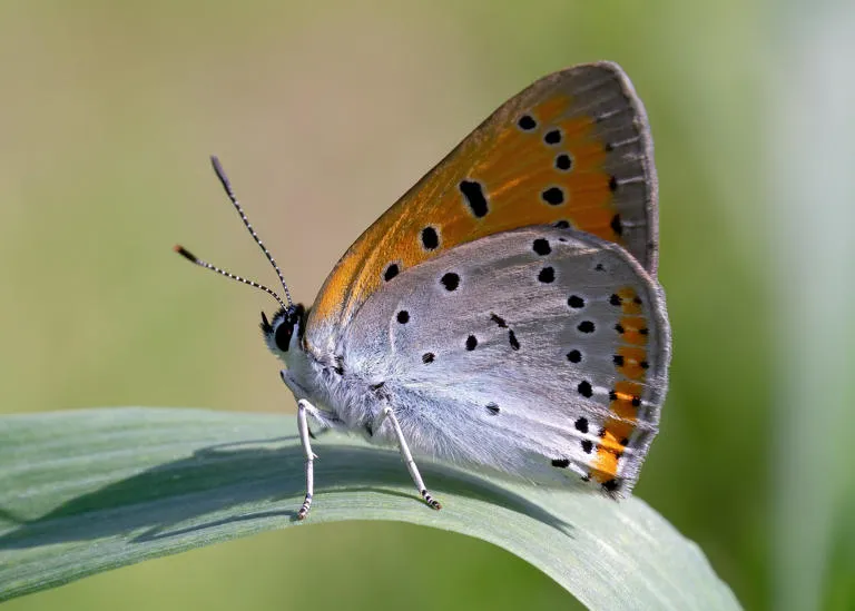 A small copper butterfly perched on a blade of grass