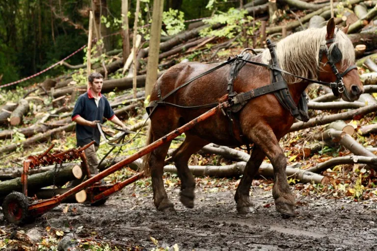 A shire horse pulling logs 