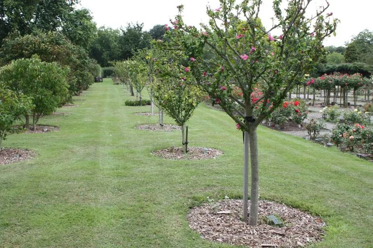 Memorial-Gardens-Standard-tree