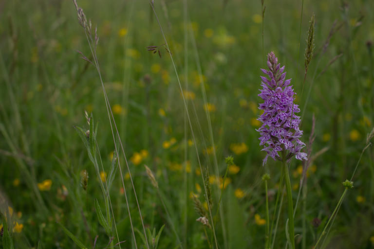 A southern marsh orchid