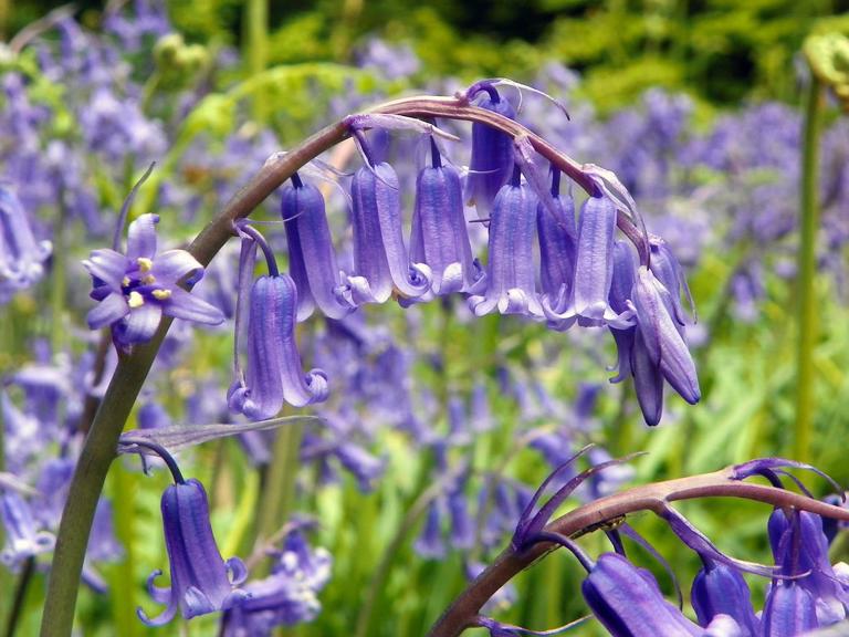 A close up of bluebells
