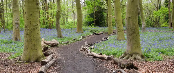 Bluebells and a log edged path in Chalet Wood