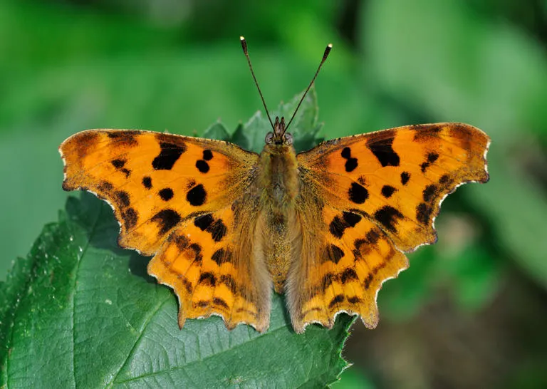 A comma perched on a leaf