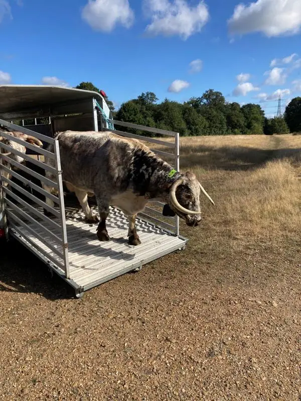 Cattle arriving in Wanstead Park off the back of a white truck