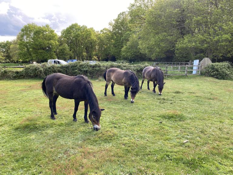 Exmoor ponies grazing near the Stag Car park at Burnham Beeches