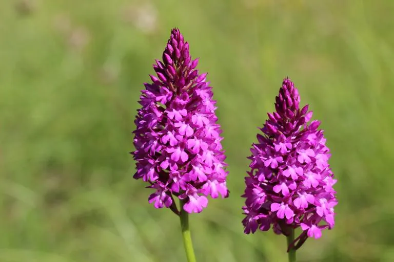 A pair of pyramidal orchids in a field