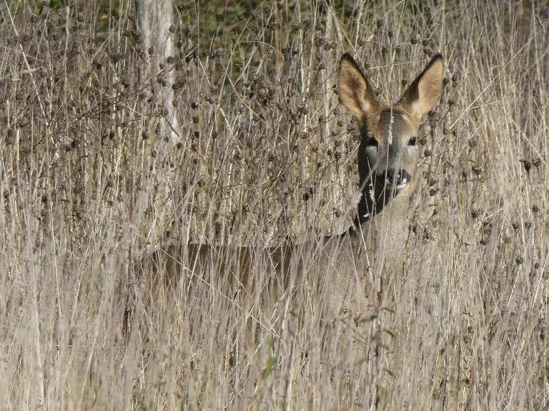 A roe deer hidden in a patch of dry rushes 