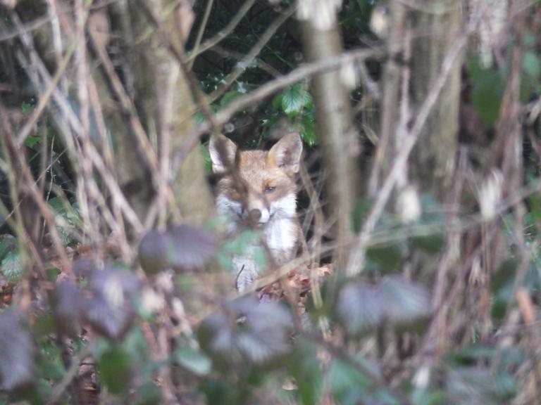 Fox hiding in undergrowth in Burnham Beeches