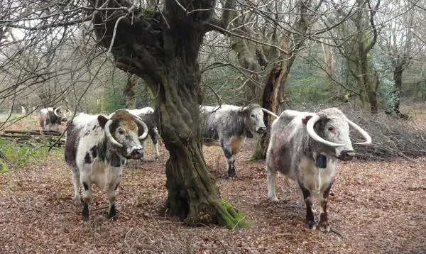 Five longhorn cattle by a tree in Epping Forest.