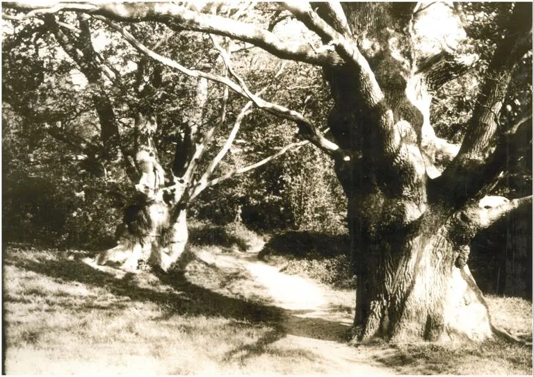 A vintage photo of thick pollarded trees
