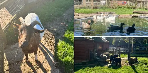 queens-park-childrens-farm-animal-residents
