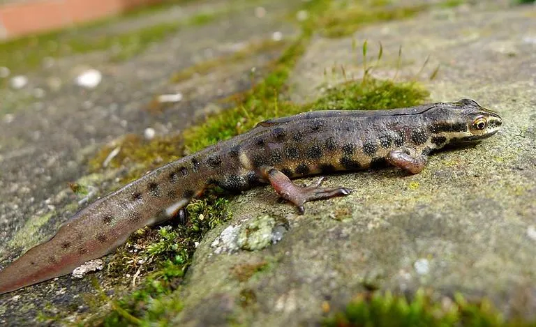A smooth newt