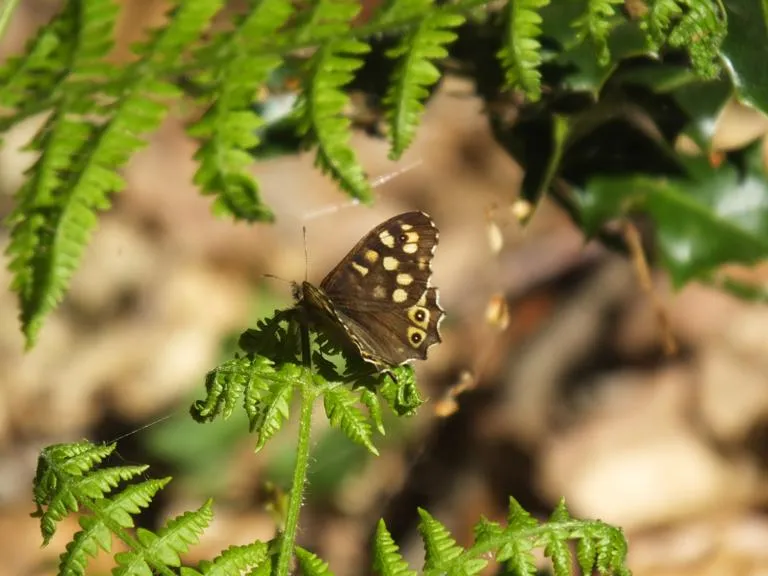 Speckled wood butterfly sitting on bracken