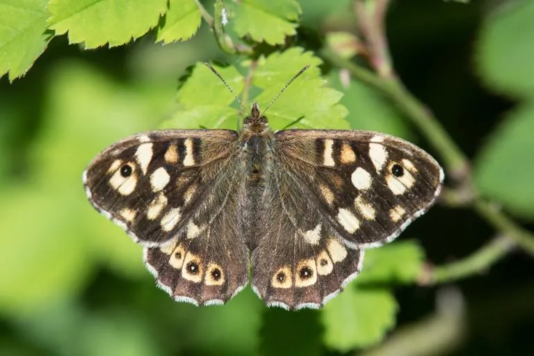 A speckled wood butterfly 