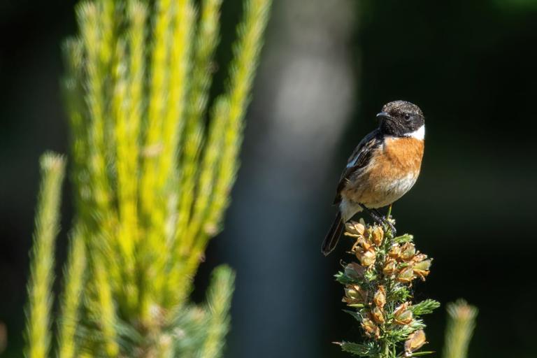 stone chat sitting on gorse