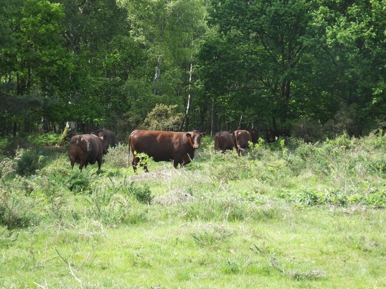 Sussex cattle grazing on Stoke Common Heathland