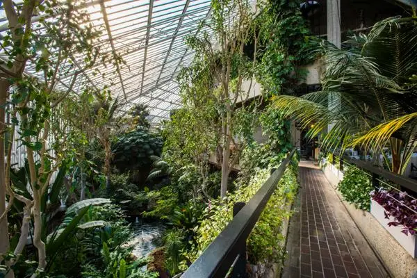Conservatory with a walkway through tropical plants and trees