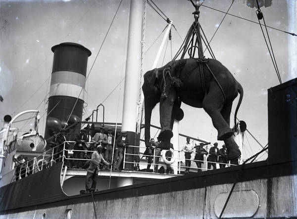 Elephants being unloaded at Tilbury Docks, 1924