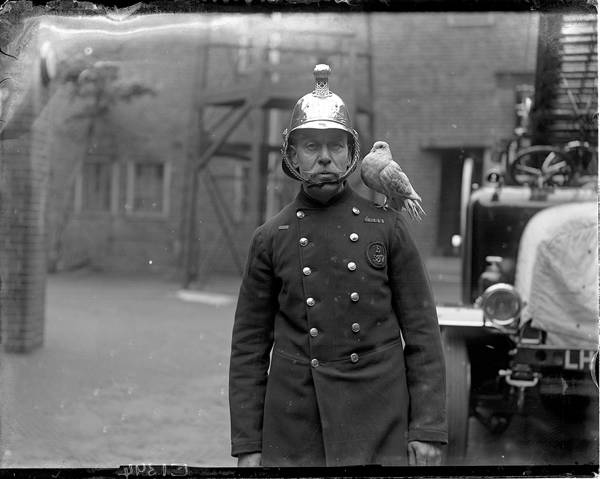 Joey' - the Clapham Old Town Fire Brigade's Mascot, 1924