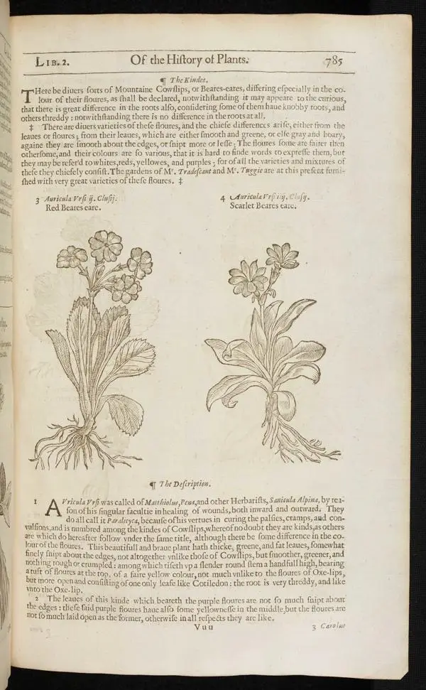 Illustration of auriculas from John Gerard’s The Herball, 1633