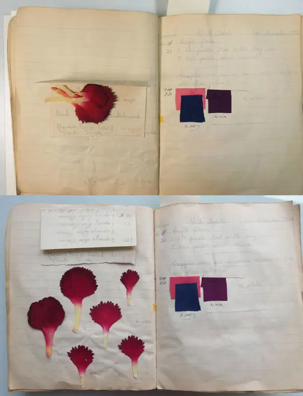 A page with loose petals, before and after conservation treatment, 1937