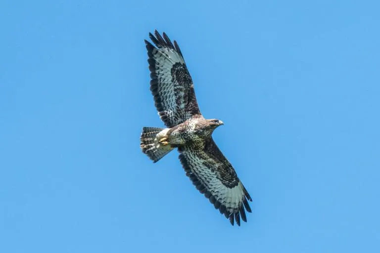 A buzzard against a blue sky
