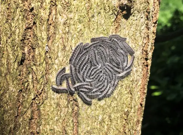 Oak processionary moth caterpillars