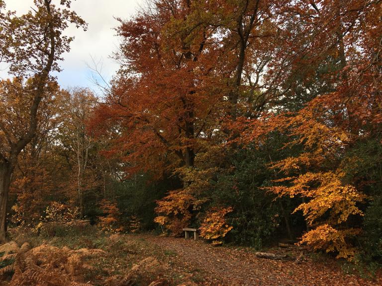 Trees in autumnal colours