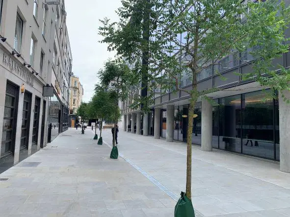 'Green Vase' and 'Golden Rain Trees' planted on Vine Street